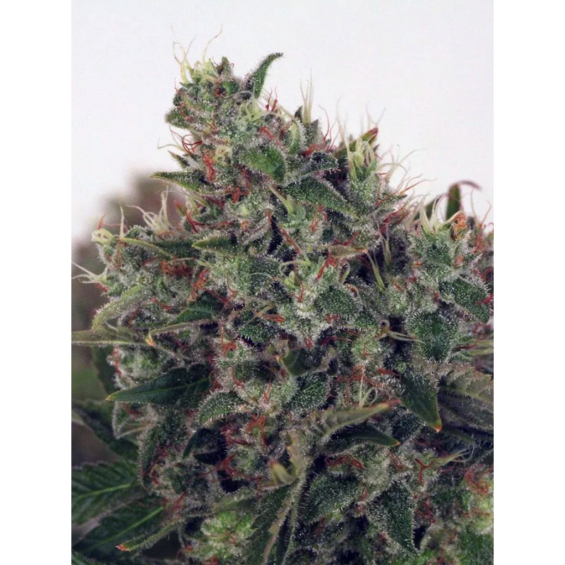 ULTRA WHITE AMNESIA · Ministry of Cannabis · sementes de maconha · Fem