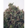 ULTRA WHITE AMNESIA · Ministry of Cannabis · graines de cannabis · Fem