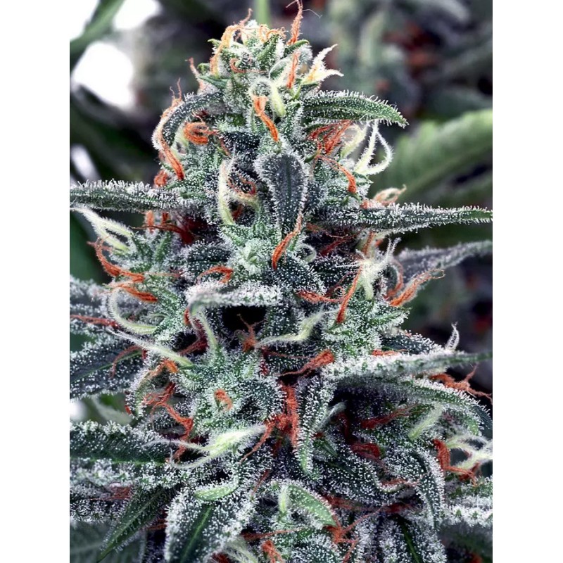 WHITE WIDOW · Ministry of Cannabis · sementes de maconha · Fem