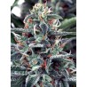 WHITE WIDOW · Ministry of Cannabis · semi di canapa indiana · Fem