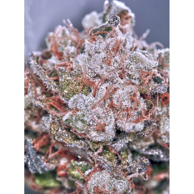 ZENSATION · Ministry of Cannabis · kenevir tohum · Disi · Fem