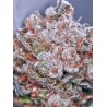 ZENSATION · Ministry of Cannabis · semillas de marihuana · Fem
