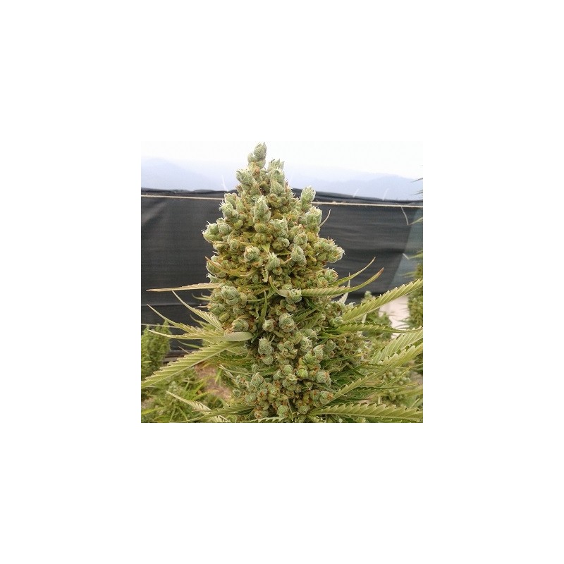 Auto Malawi x Northern Lights · Ace Seeds · graines de cannabis  · Auto Fem