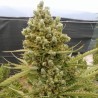 Auto Malawi x Northern Lights · Ace Seeds · cannabis samen · Auto Fem