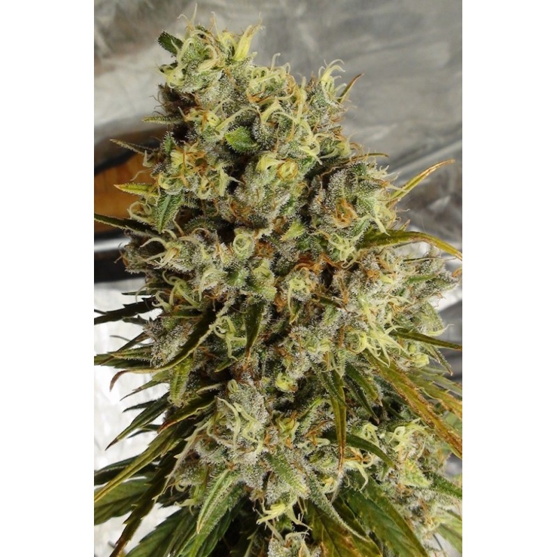 C5 HAZE X KALI CHINA · Ace Seeds · kenevir tohum · Disi  · Fem