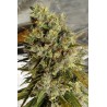 C5 HAZE X KALI CHINA · Ace Seeds · graines de cannabis  · Fem