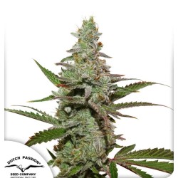 AMSTERDAM AMNESIA · Dutch...