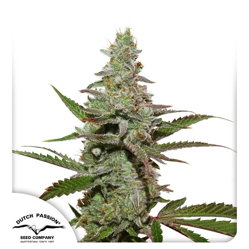 AMSTERDAM AMNESIA · Dutch Passion · cannabis samen · Fem