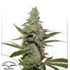 AMSTERDAM AMNESIA · Dutch Passion · cannabis samen · Fem
