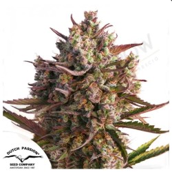 AUTO BLUEBERRY · Dutch...