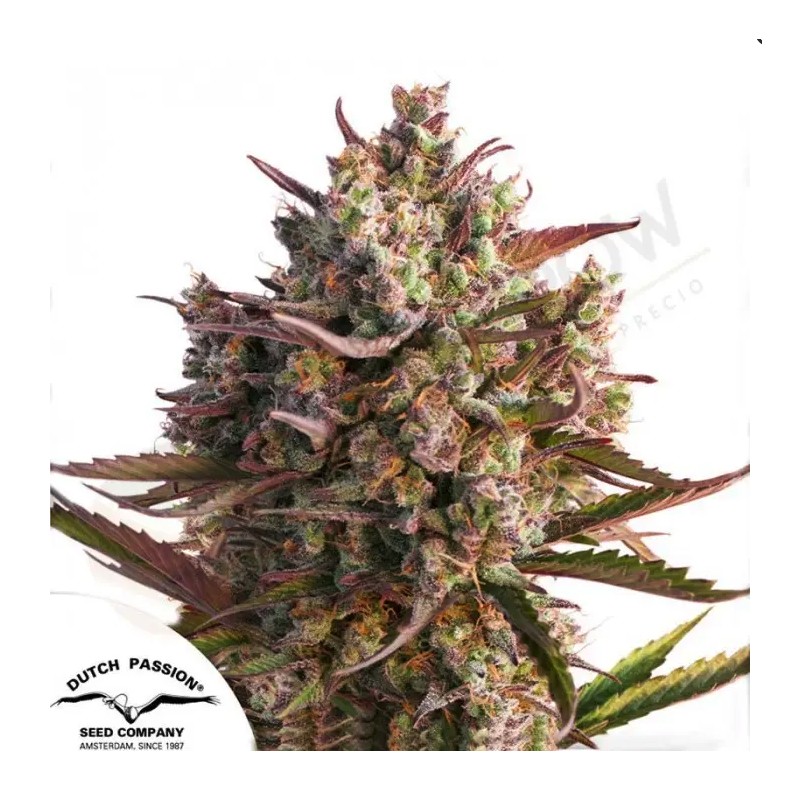 Auto Blueberry: Anbau & Eigenschaften | Dutch Passion