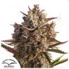 Auto Blueberry: Cultivo y Características | Dutch Passion
