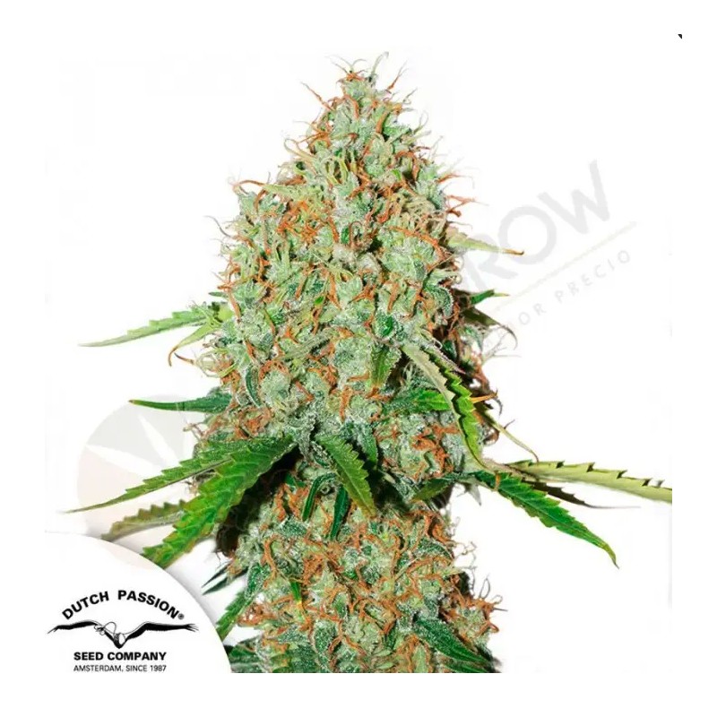 AUTO BROOKLYN SUNRISE · Dutch Passion · semillas de marihuana · Auto Fem