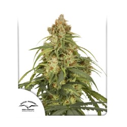 AUTO CBD-VICTORY · Dutch...