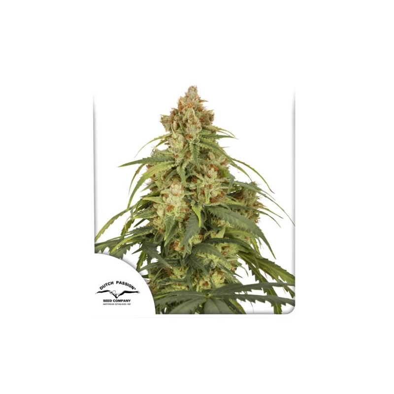 AUTO CBD-VICTORY · Dutch Passion · cannabis samen · Auto Fem