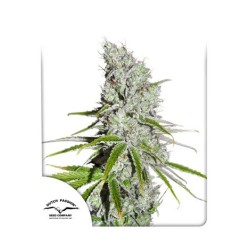 CBD SKUNKHAZE · Dutch Passion · graines de cannabis · Fem