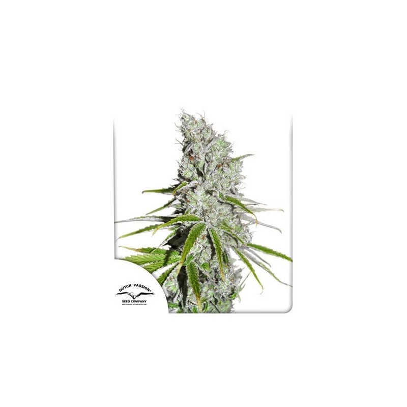 CBD SKUNKHAZE · Dutch Passion · kaufen cannabis samen · Fem