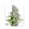 CBD SKUNKHAZE · Dutch Passion · kaufen cannabis samen · Fem