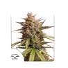 AUTO MELONADE RUNTZ · Dutch Passion · semillas de marihuana · Auto Fem