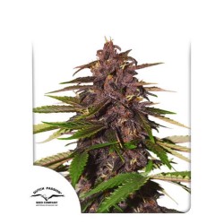 AUTO FORBIDDEN CHERRY · Dutch Passion · cannabis samen · Auto Fem