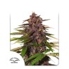AUTO FORBIDDEN CHERRY · Dutch Passion · cannabis seeds · Auto Fem