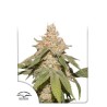 AUTO SFV OG · Dutch Passion · graines de cannabis · Auto Fem
