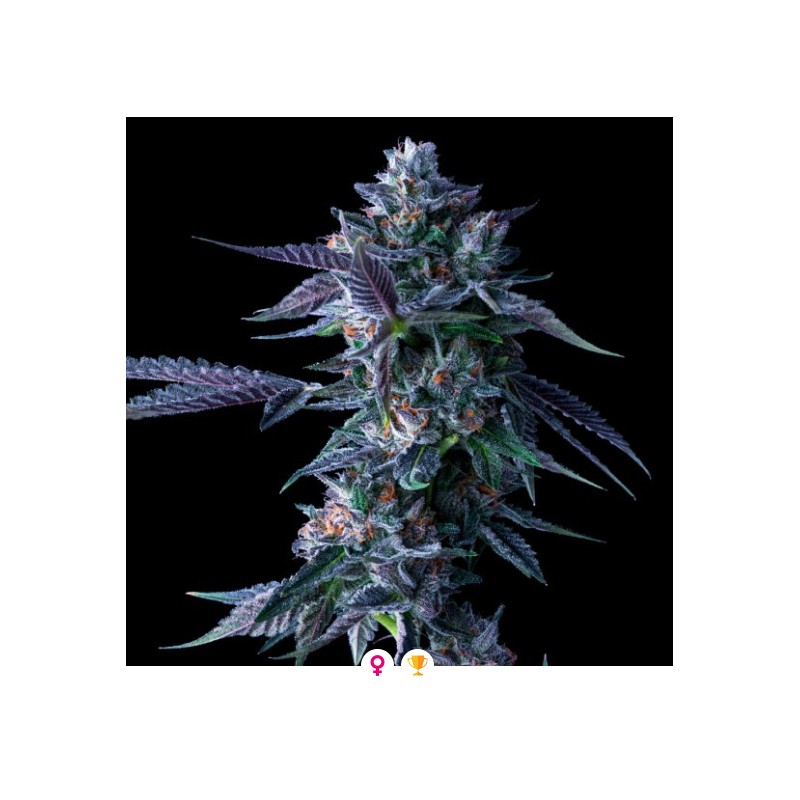CHOCOLOPE · DNA Genetics · sementes de maconha · Fem