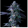 CHOCOLOPE · DNA Genetics · semillas de marihuana · Fem