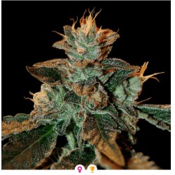 CATARACT KUSH · DNA...