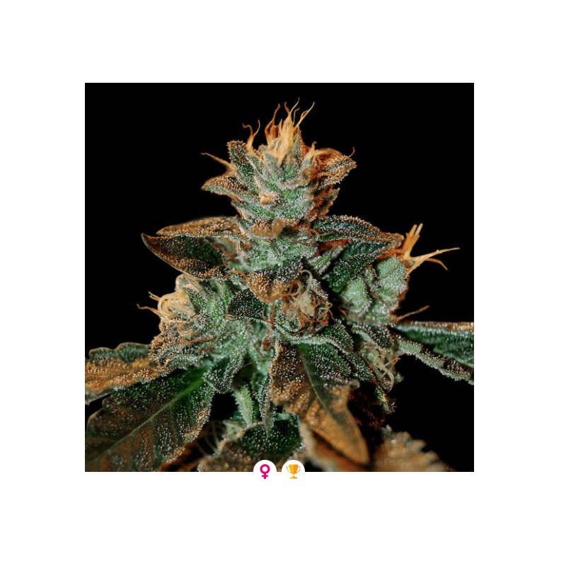 CATARACT KUSH · DNA Genetics · sementes de maconha · Fem