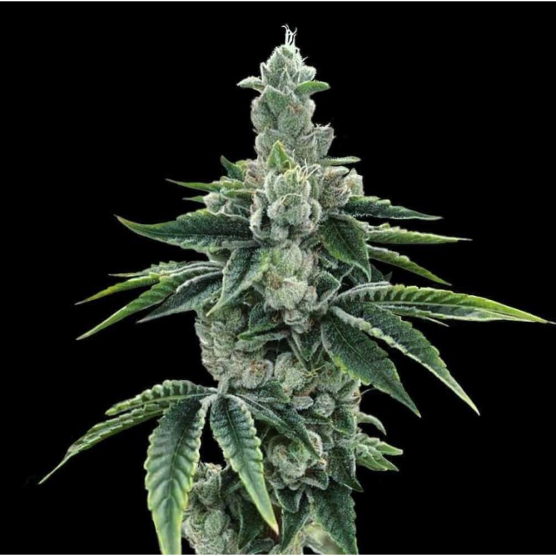 RECON 2.0 · DNA Genetics · graines de cannabis · Fem