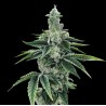 RECON 2.0 · DNA Genetics · kaufen cannabis samen · Fem