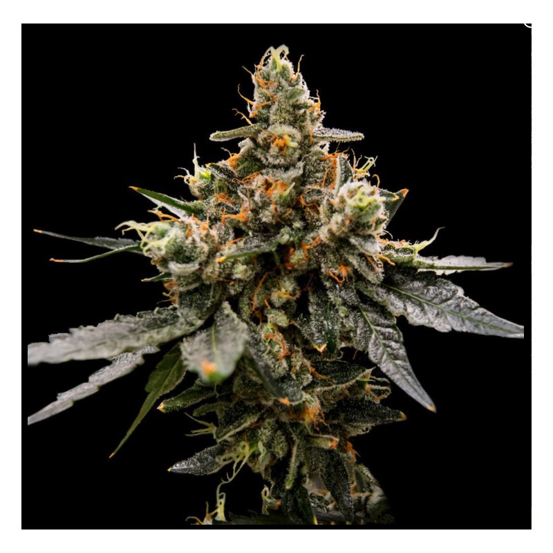 GAZ MONEY · DNA Genetics · kaufen cannabis samen · Fem