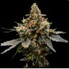 GAZ MONEY · DNA Genetics · graines de cannabis · Fem