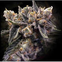 BRUISED BANANA · DNA Genetics · sementes de maconha · Fem