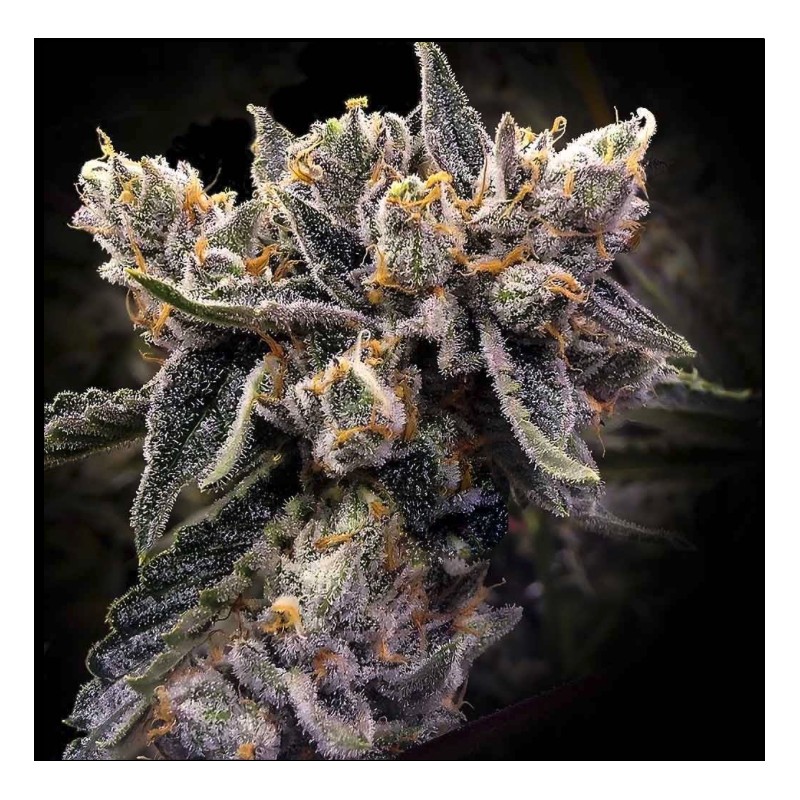 BRUISED BANANA · DNA Genetics · kenevir tohum · disi · Fem
