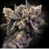 BRUISED BANANA · DNA Genetics · kaufen cannabis samen · Fem