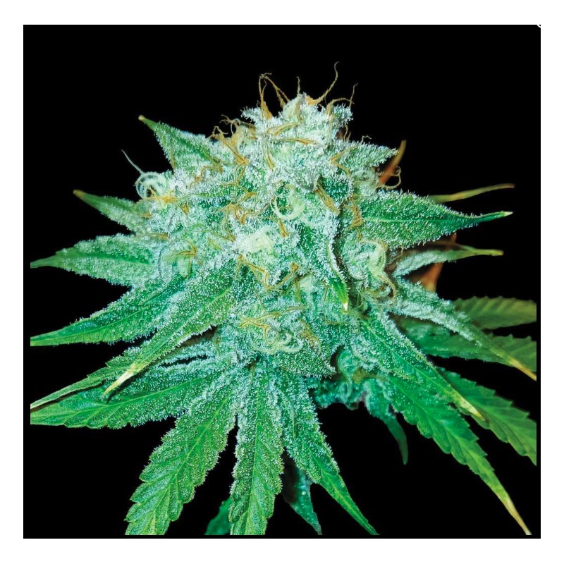 THE STINKING ROSE · DNA Genetics · kenevir tohum · disi · Fem
