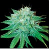 THE STINKING ROSE · DNA Genetics · kaufen cannabis samen · Fem