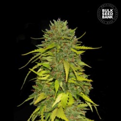 AK · Bulk Seed Bank ·...