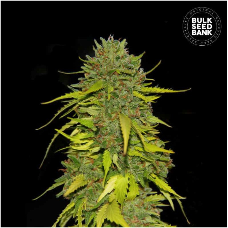 AK · Bulk Seed Bank · cannabis samen · Fem