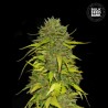 AK · Bulk Seed Bank · kenevir tohum · Fem