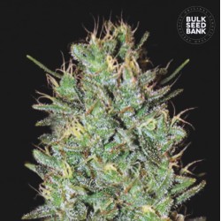 AMNESIA HAZE · Bulk Seed...