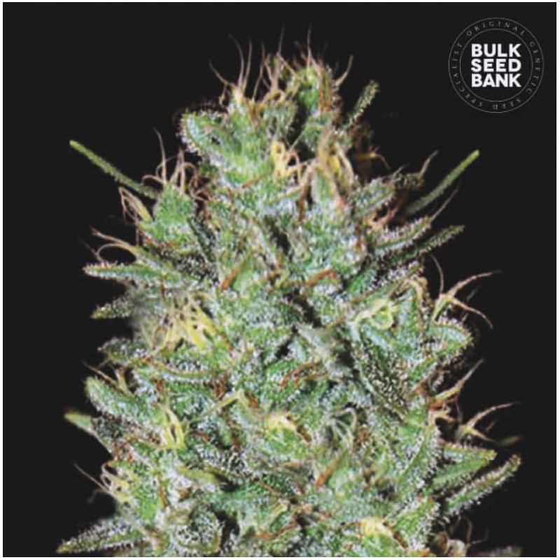 AMNESIA HAZE · Bulk Seed Bank · sementes de maconha · Fem