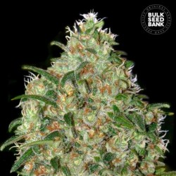 AMNESIA PLATINUM · Bulk...