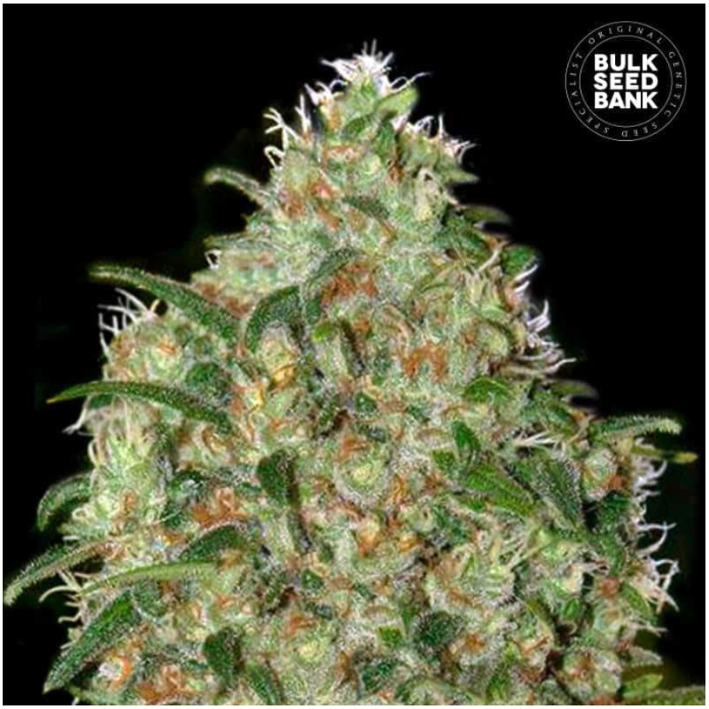AMNESIA PLATINUM · Bulk Seed Bank · cannabis seeds · Fem