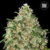 AMNESIA PLATINUM · Bulk Seed Bank · cannabis samen · Fem