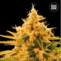 ANANAS FUNK · Bulk Seed...