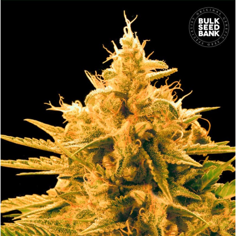 ANANAS FUNK · Bulk Seed Bank · graines de cannabis · Fem