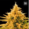 ANANAS FUNK · Bulk Seed Bank · graines de cannabis · Fem
